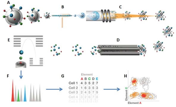 Mass Cytometry | Flow